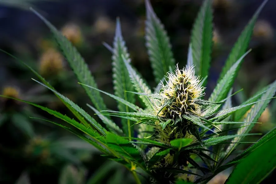 Products and accessories at Creston Valley Cannabis